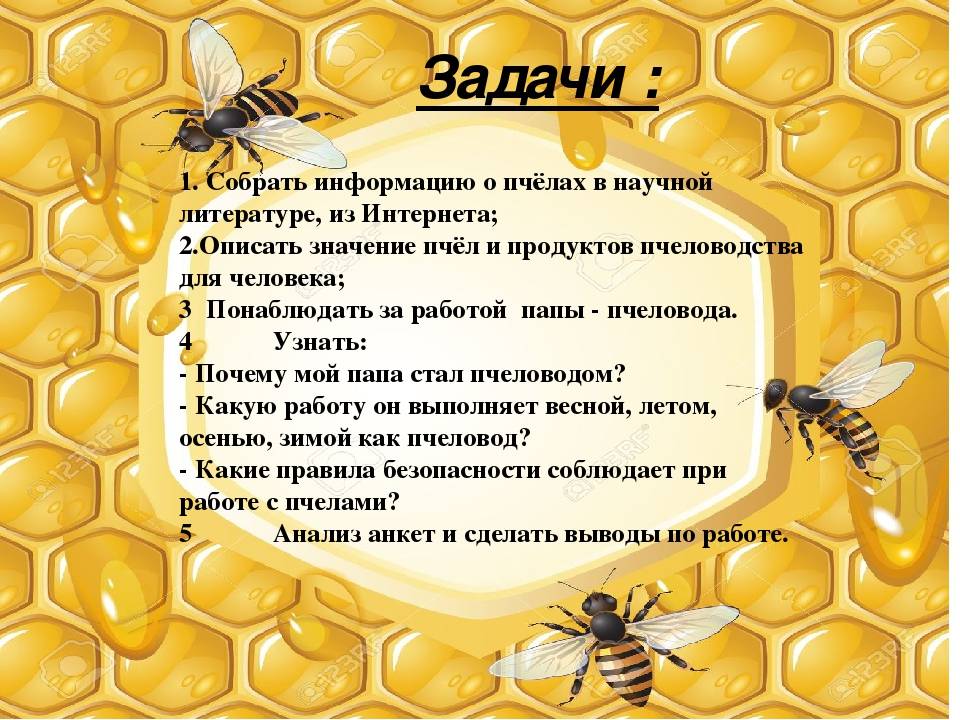 Внешний вид и отличительные особенности матки пчел