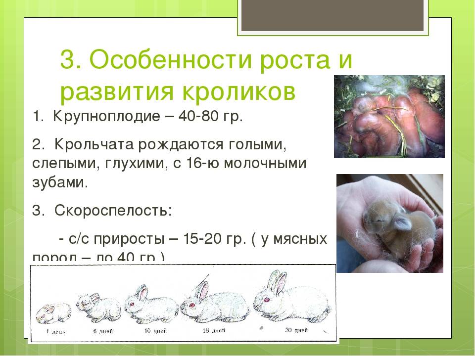 ᐉ новорождённые крольчата: внешний вид, уход, кормление, отсадка от крольчихи - zooon.ru