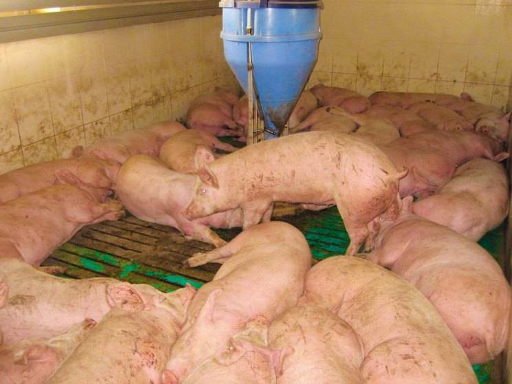 Разведение свиней: основные правила