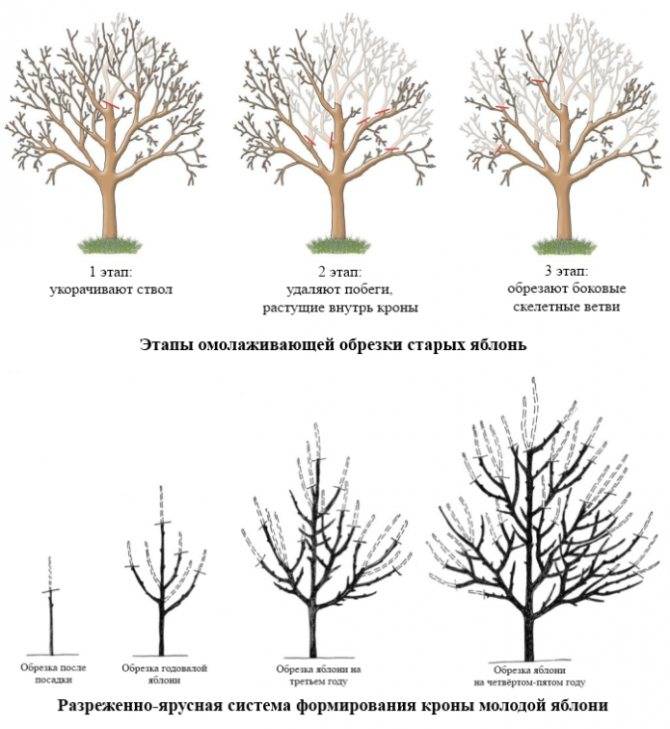 Обрезка плодовых деревьев: когда и как правильно обрезать деревья своими руками на даче и в саду