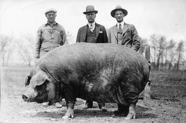 Самые большие свиньи в мире: великолепная четверка и новичок – клуб любителей хрюш
