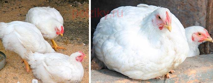 Цыплята плохо растут: что делать для быстрого выращивания