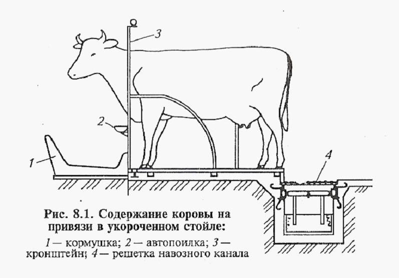 Чем кормят коров зимой в домашних условиях
