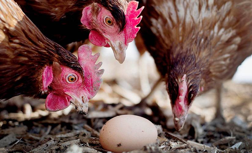 Куры клюют яйца, что делать? причины и способы борьбы с расклевом яиц