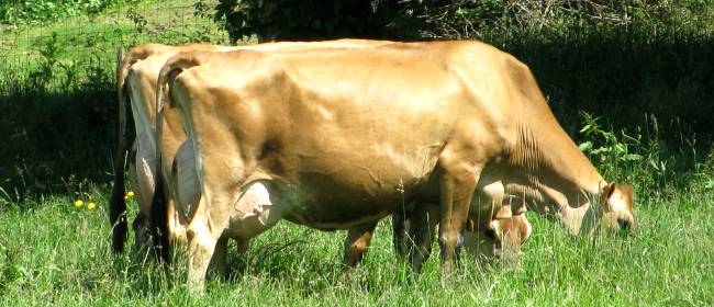 Джерсейская корова: история возникновения и описание породы, особенности содержания, плюсы и минусы породы