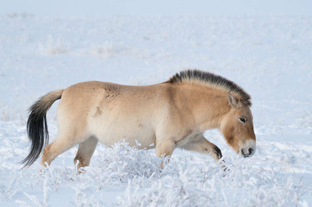 Лошадь пржевальского: описание породы, ареал обитания, образ жизни дикой лошади