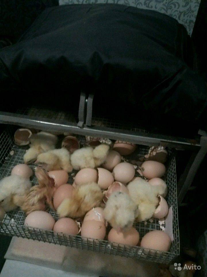 Как инкубировать яйца индоуток?