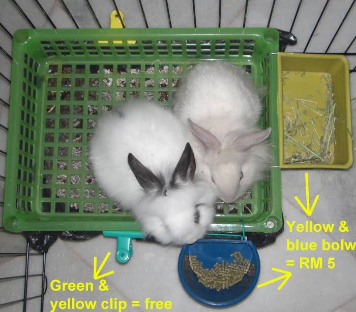 Как приучить кролика к лотку