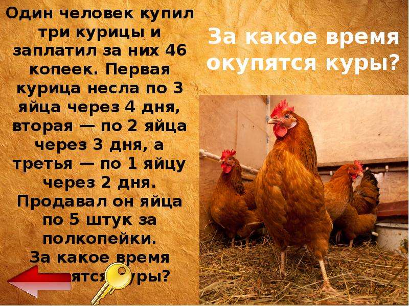 Сколько яиц несет курица несушка в месяц, в день и в год в домашних условиях и как увеличить яйценоскость кур
