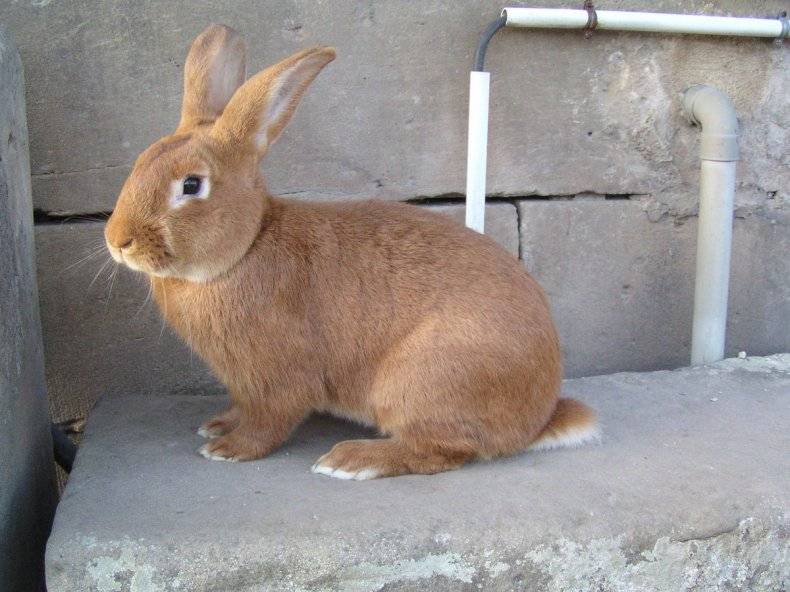 Бургундские кролики – очаровательные рыжие «французы»