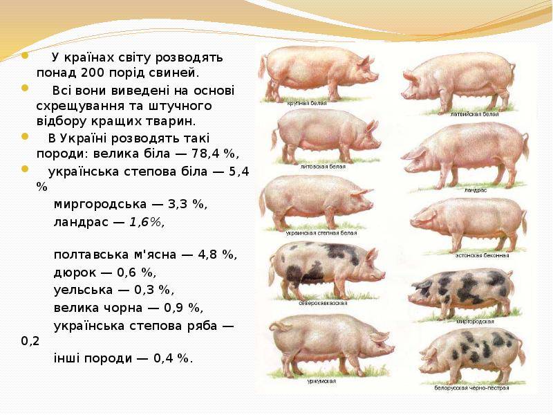 Разведение мясных свиней, их характеристики и особенности выращивания пород