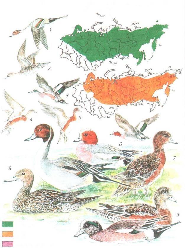 Чирок свистунок птица. описание, особенности, виды, образ жизни и среда обитания чирка