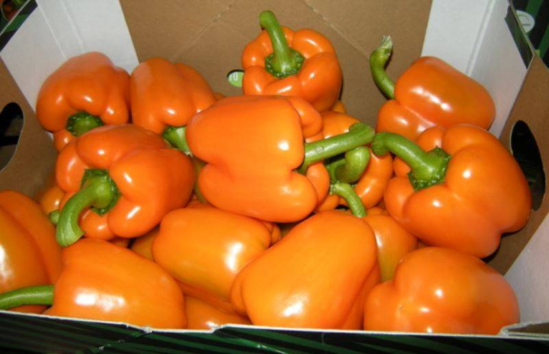 Все о перце оранжевое чудо – характеристики сорта и особенности выращивания