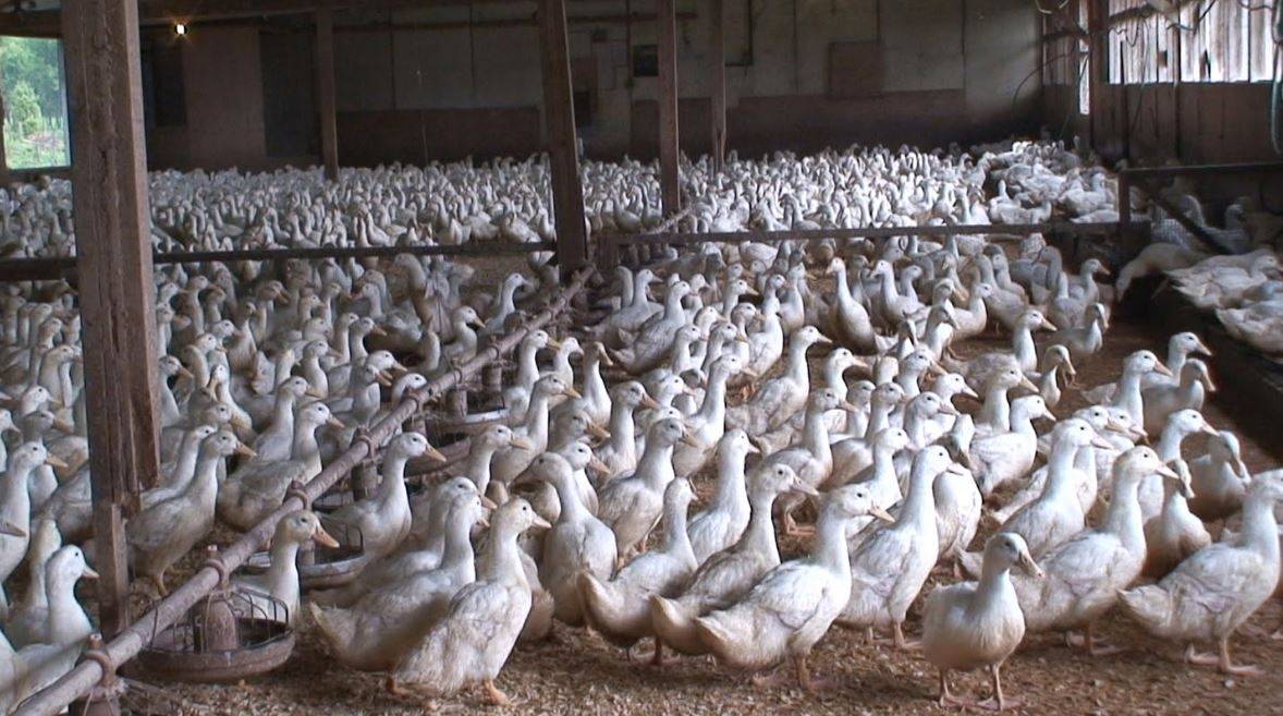 Бизнес-план разведение гусей: выгодно или нет выращивание гусей на мясо, как разводить и содержать птицу