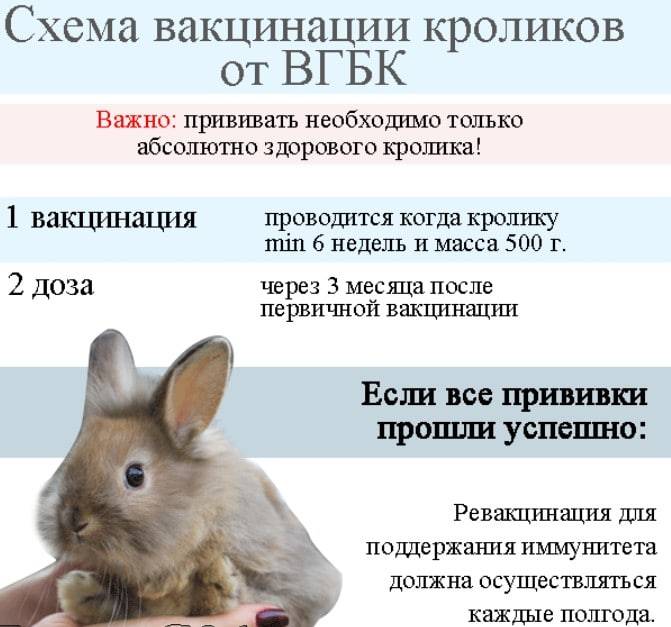Прививки кроликам — какие и когда делать