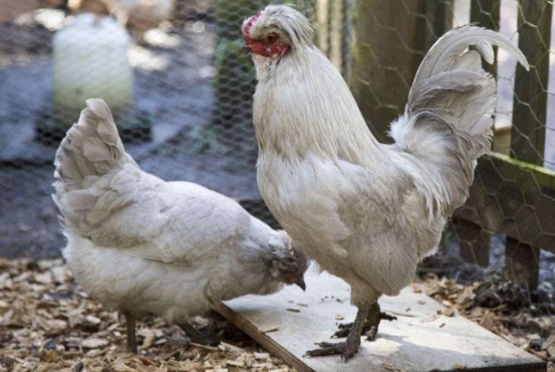Куры породы амераукана: описание и фото кур несущих голубые яйца