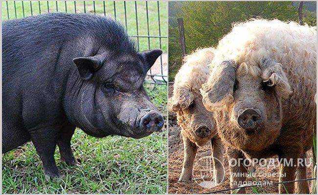 Кармалы: порода свиней - поросята и взрослые особи, их характеристика и описание, содержание, разведение и уход