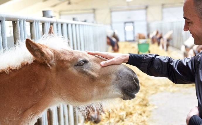 Молоко лошади: состав, свойства, особенности молочного коневодства