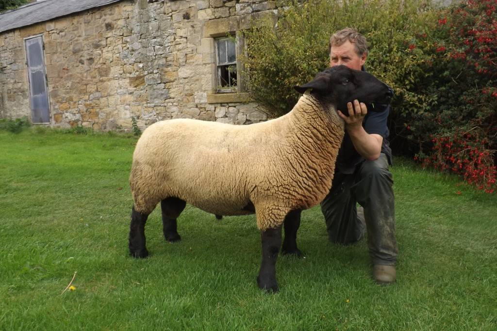 Тексель — мясошерстная порода овец с отличными характеристиками