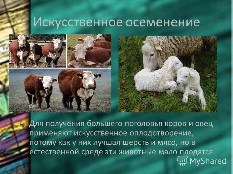 Презентация по искусственному осеменению коров