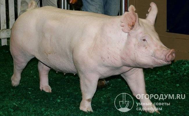 Порода свиней йоркшир: описание, уход, разведение