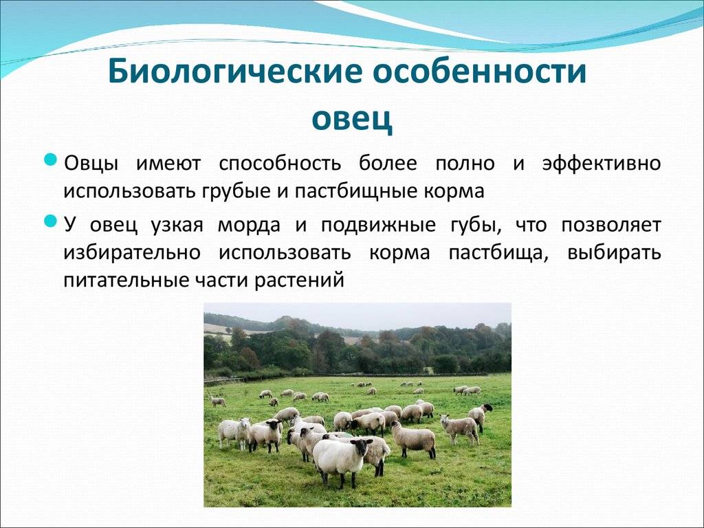 Каких овец можно доить, почему не всех овец доят, продукты из овечьего молока