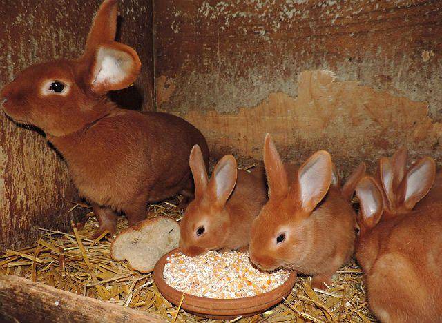 Бургундский кролик: описание породы, фото, содержание и уход, отзывы