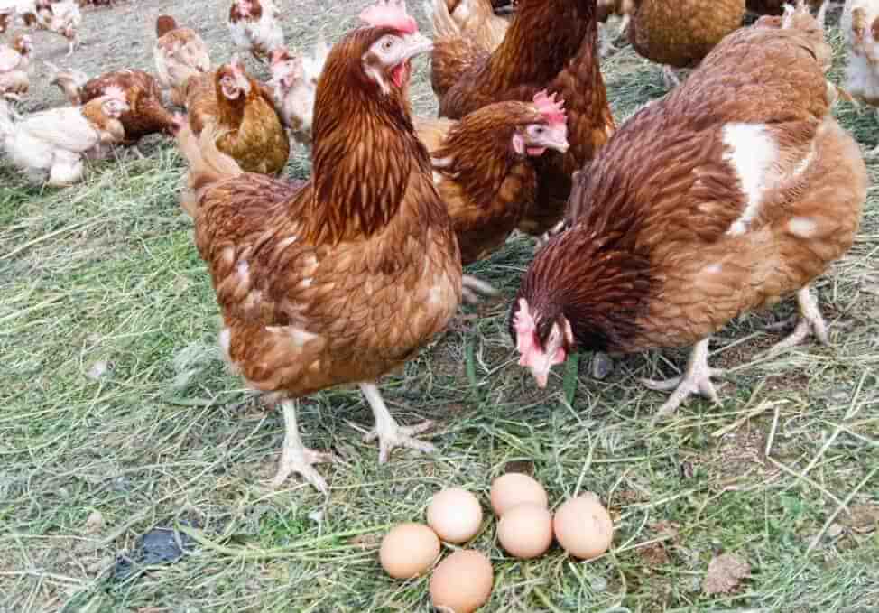 Молодка несушки куры яйца когда начинать яиц петух породы молодые нестись
