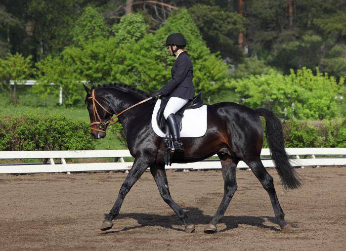 Ганноверская порода лошадей: описание и особенности разведения, цена