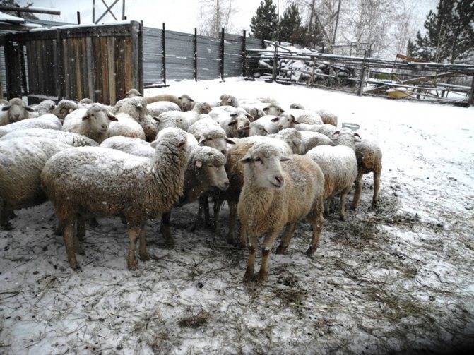 Кормление овец зимой: нормирование корма, сено, зерно, корнеплоды
