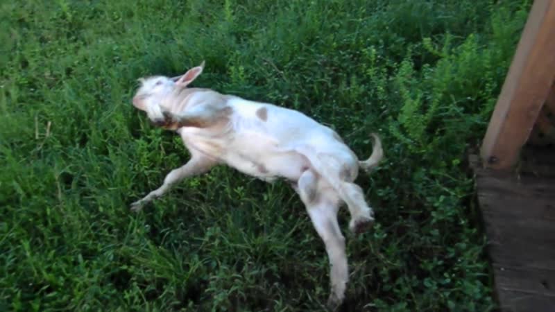 Почему козы падают в обморок при испуге: причины и особенности пород