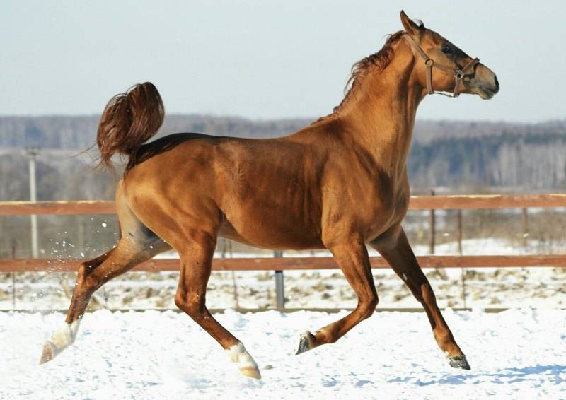 Донская охотничья порода лошадей (дончак): фото, характеристика, содержание