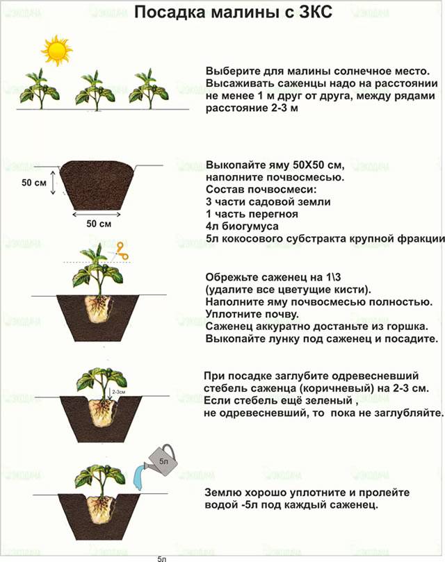 Как сохранить рассаду многолетников до высадки в сад на supersadovnik.ru