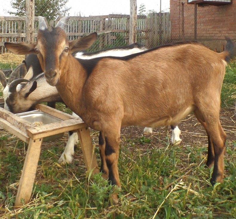 Альпийские козы: описание породы, фото и характеристики, сколько дает молока