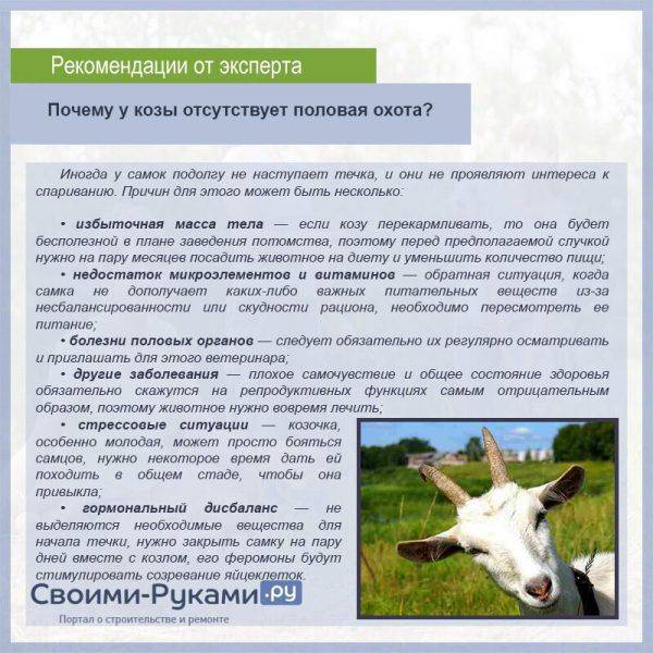 Подготовка коз к окоту – календарь окота коз