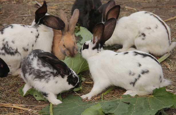 Чем можно кормить кроликов в домашних условиях: виды кормов, нормы кормления