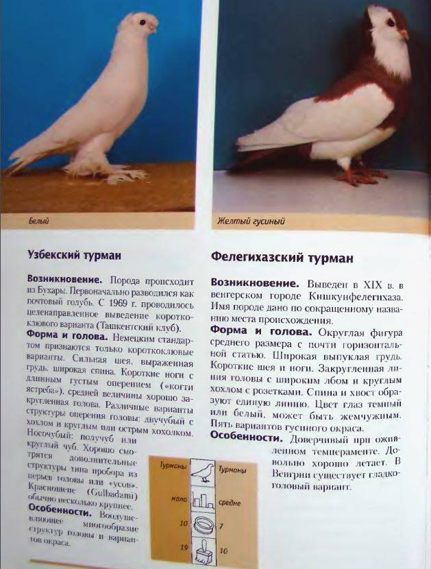 Описание внешнего вида и особенности породы голубей Такла