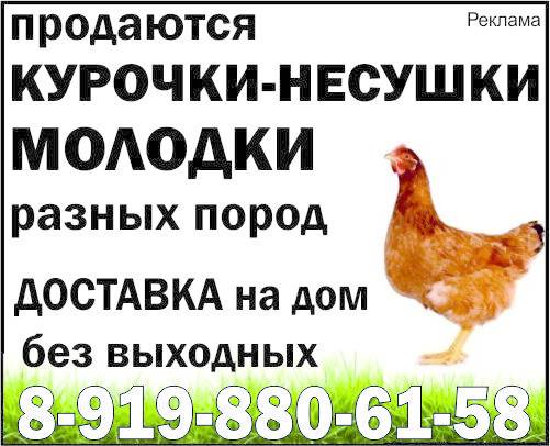 Кросс курицы - преимущества и недостатки, популярные виды