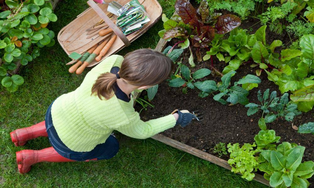 Рекомендации опытных садоводов на июнь