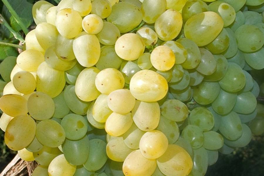 Описание сорта винограда супер-экстра