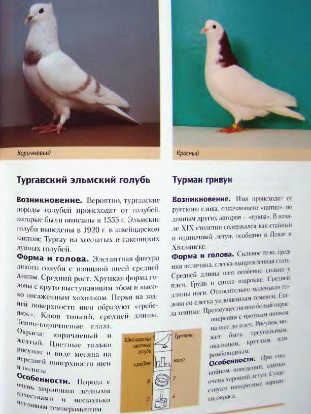 Описание голубей турецкая такла