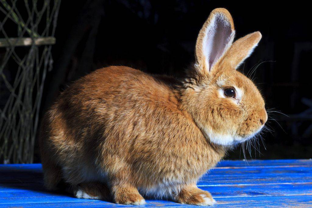 Можно ли давать капусту кроликам: пекинскую, белокочанную, цветную и другие