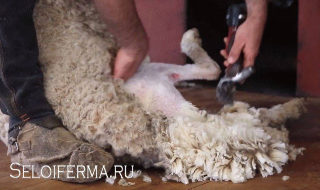 Ножницы для стрижки овец: какие выбрать, как пользоваться