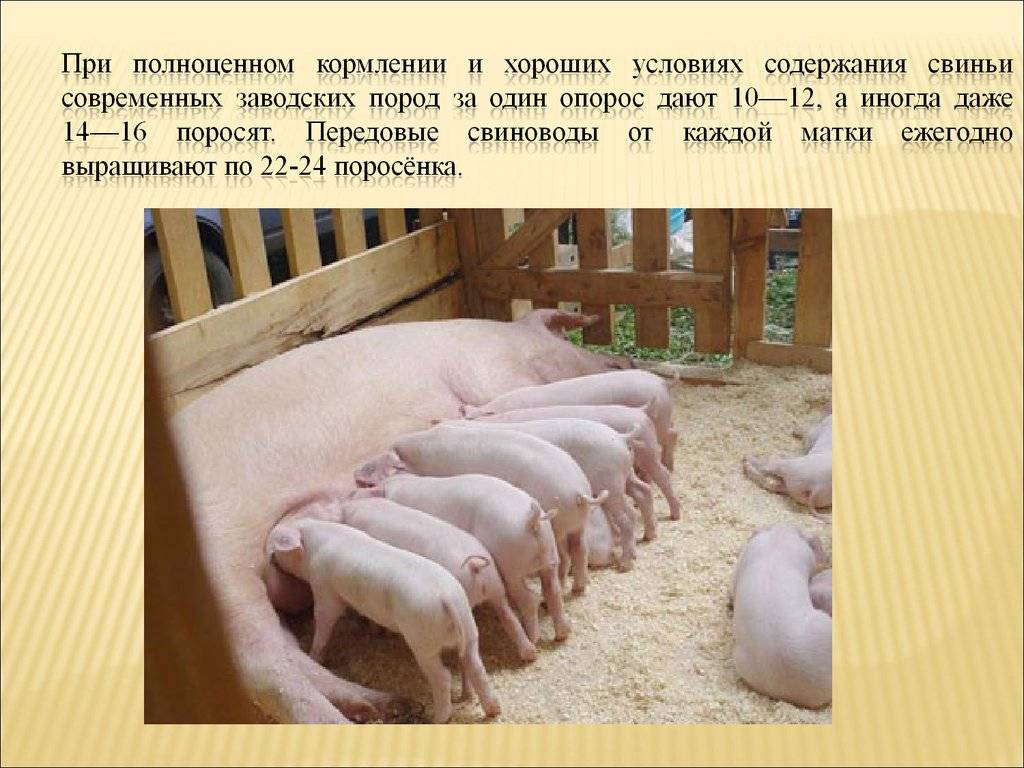 Описание свиней породы крупная белая