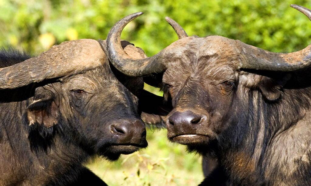 Карликовый буйвол: обзор самых маленьких представителей