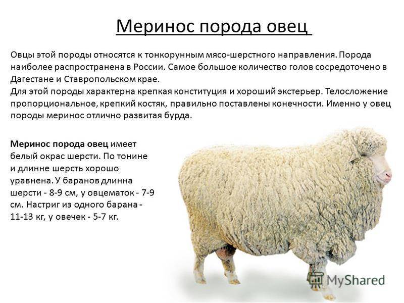 Асканийская порода овец: характеристика внешнего вида, продуктивность 2021