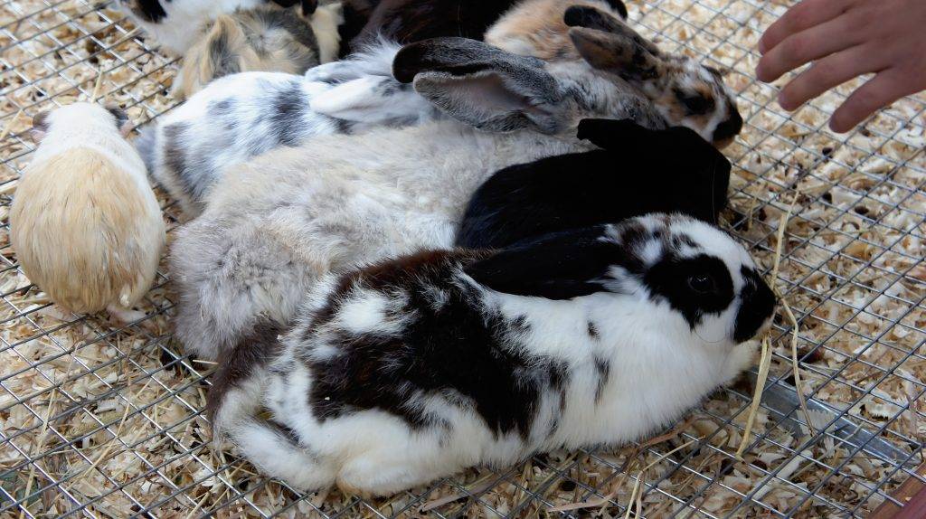 Агрессивный кролик: что делать? | информационный портал о карликовых и декоративных кроликах
