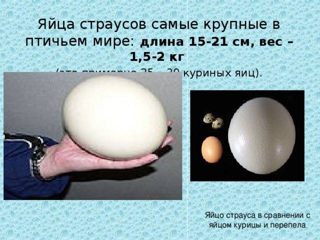 Сколько весит страусиное яйца, как часто несётся страус
