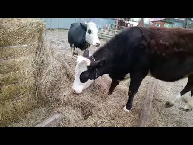 Техника проведения одномоментного запуска коров