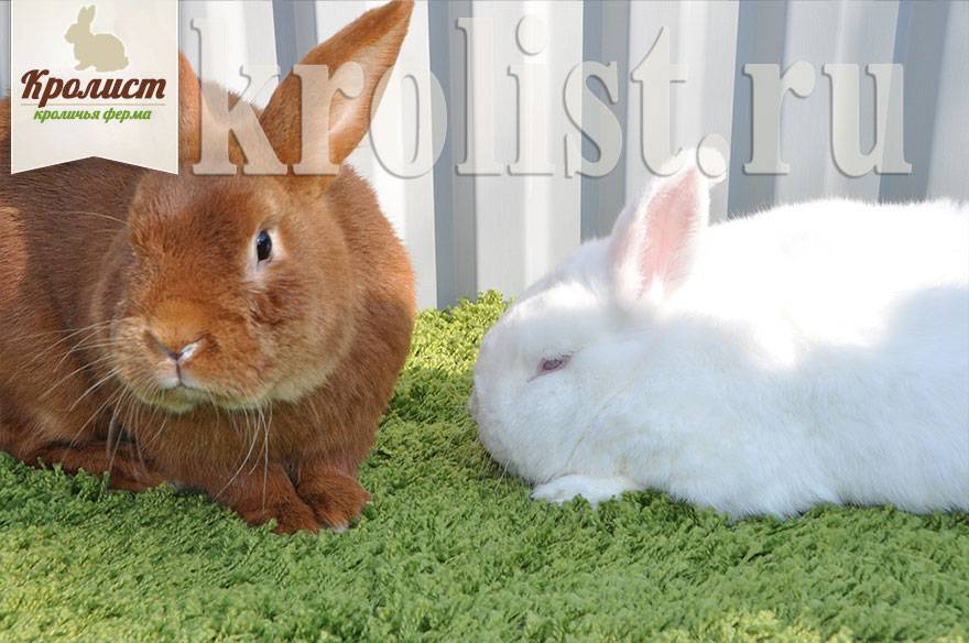 ᐉ новозеландские белые и красные кролики: описание пород и их характеристика - zooon.ru